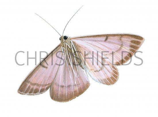 Illustration of Mother of Pearl Moth (Pleuroptya ruralis) (#3406)