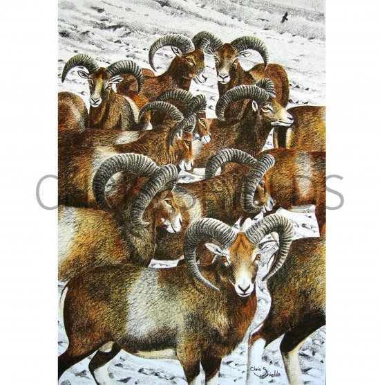 Illustration of Mouflon (Ovis aries orientalis) (#2104)