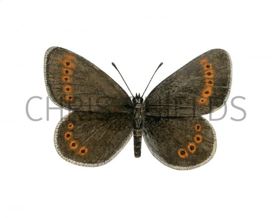 Illustration of Mountain Ringlet (Erebia epiphron) (#2972)