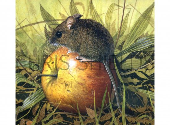 Illustration of Wood Mouse (Apodemus sylvaticus) (#0275)