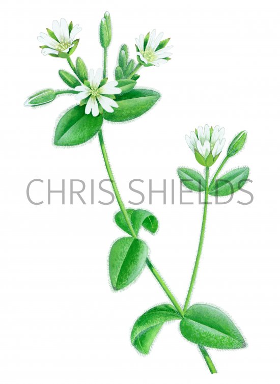 Illustration of Mouse-eared chickweed (Cerastium fontanum) (#2270)