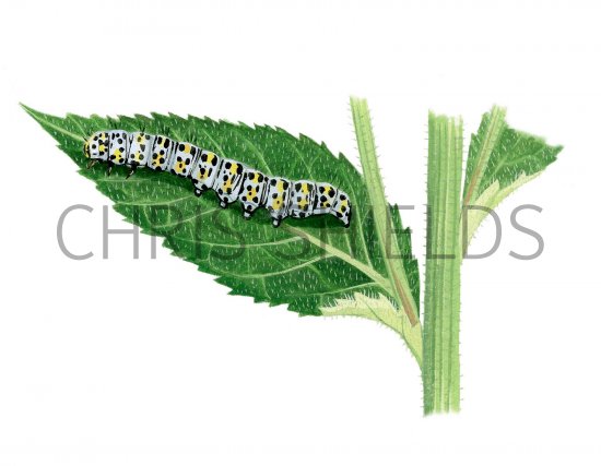 Illustration of Mullein Moth Caterpillar (Cucullia verbasci) (#2508)