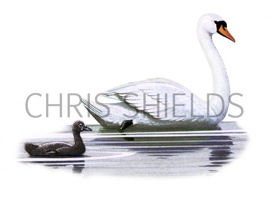 Illustration of Mute Swan & cygnet (Cygnus olor) (#3701)