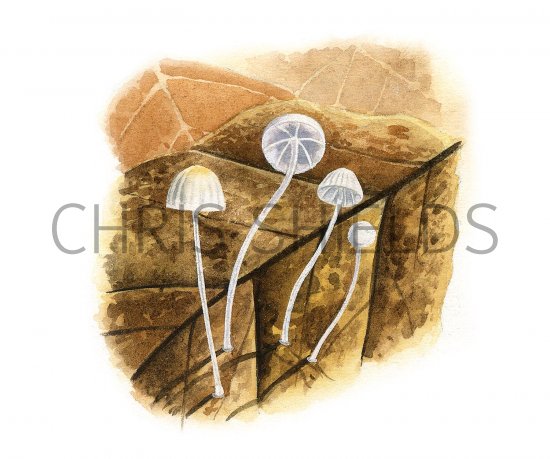 Illustration of Mycena capillaris (Beechleaf Bonnet) (#3472)