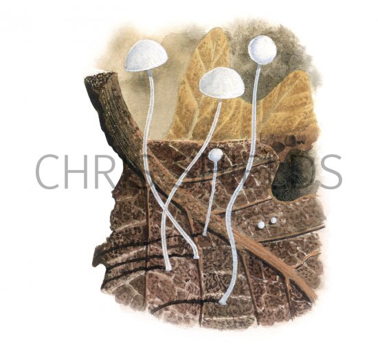 Illustration of Mycena polyadelpha (#3473)