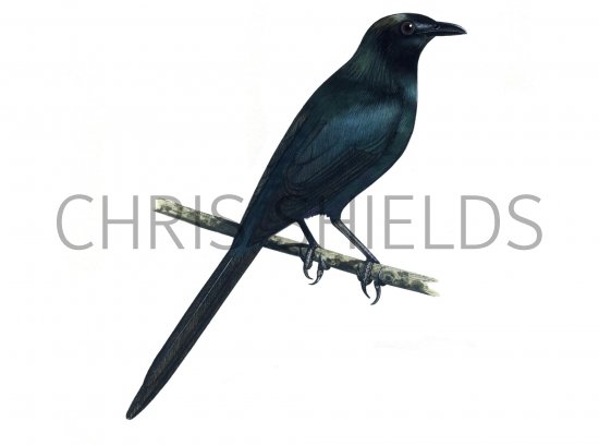 Illustration of Long-tailed Starling (Aplonis magna) (#0824)