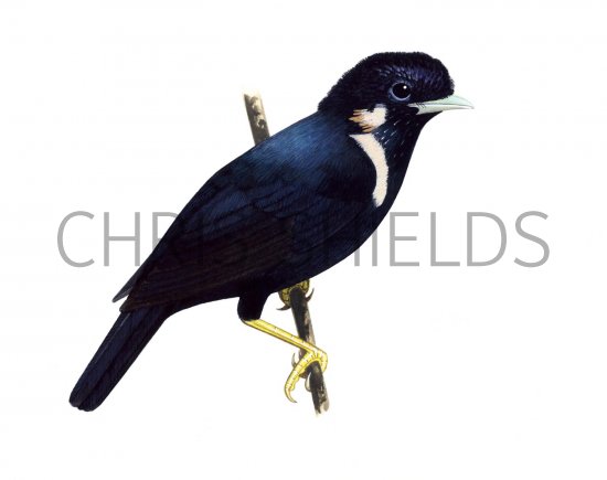 Illustration of Sulawesi Crested Myna (Basilornis celebensis) (#1678)