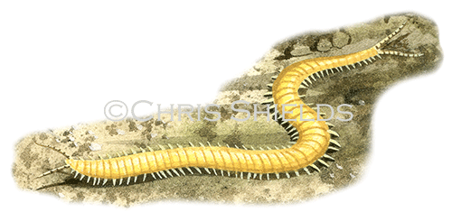 Illustration of Narrow-bodied Centipede (Haplophilus sp.) (#3332)
