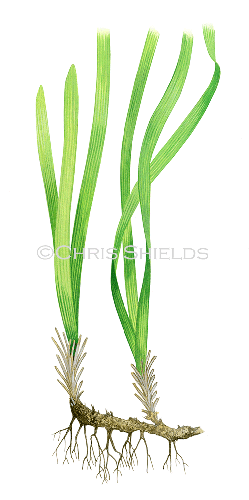 Illustration of Neptune Grass (Posidonia oceanica) (#4638)