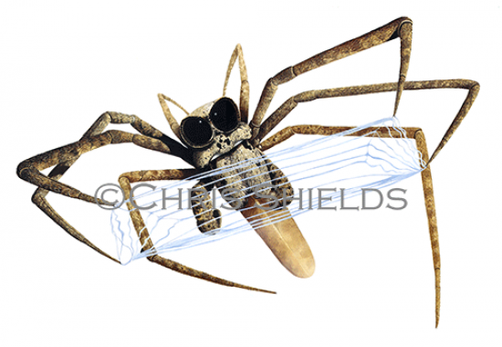 Illustration of Net Casting Spider (Dinopis spp), (#0551)