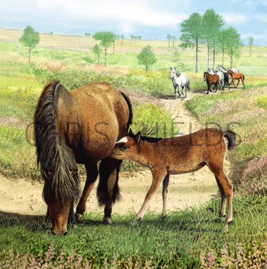 Illustration of New Forest Pony (#1317)