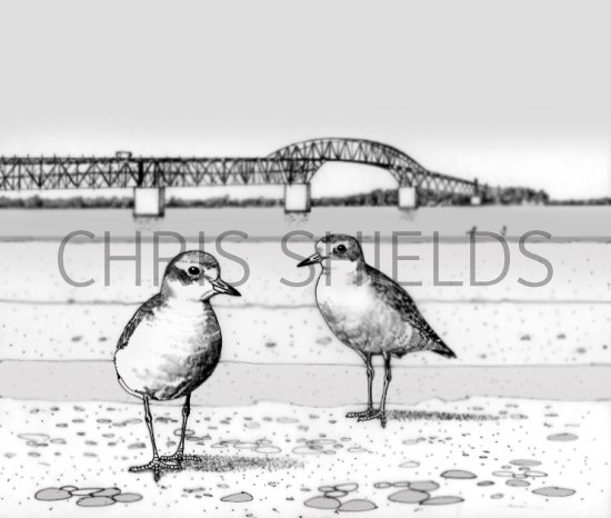 Illustration of Newzealand Dotterel (Charadrius obscurus) (#0758)