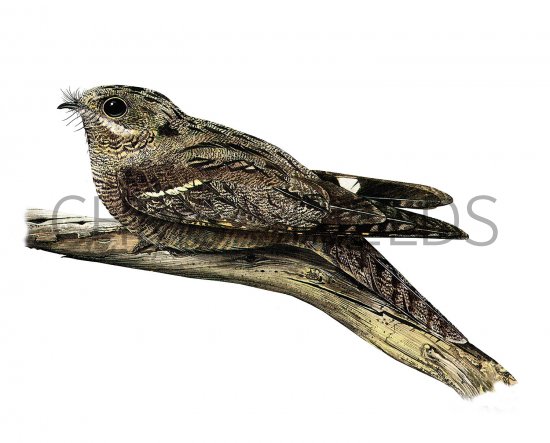 Illustration of Nightjar Caprimulgus europaeus (#3651)