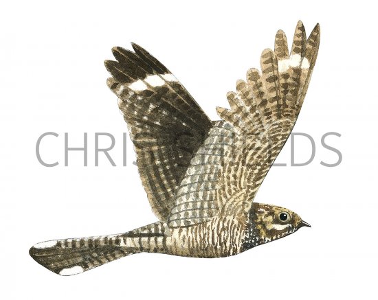 Illustration of Nightjar in flight (Caprimulgus europaeus) (#3729)