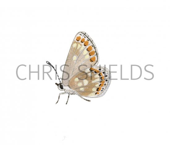 Illustration of Northern Brown Argus (Aricia artaxerxes) (#2171)
