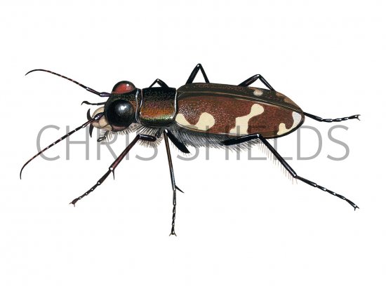 Illustration of Northern Dune Tiger Beetle (Cicindela hybrida) (#3402)