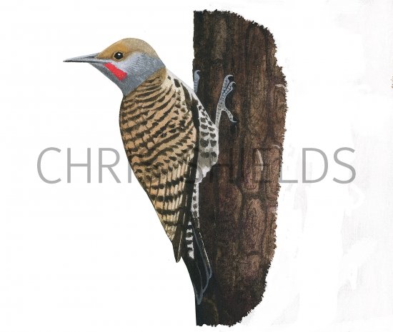 Illustration of Northern Flicker (Colaptes auratus) (#3912)