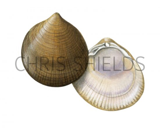 Illustration of Norway Cockle (Laevicardium crassum) (#2354)