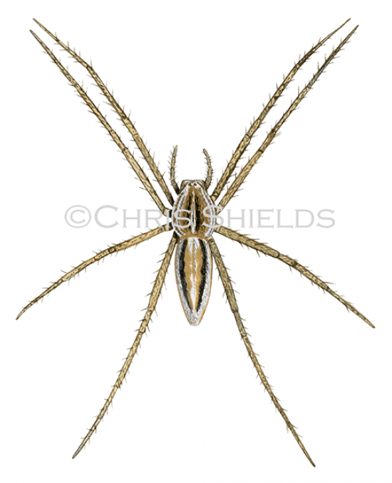 Illustration of Nursery Web Spider (Pisaura mirabilis) (#1520)