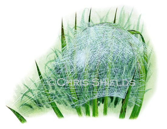 Illustration of Nursery Web Spider Web (Pissaura mirabilis) (#1512)