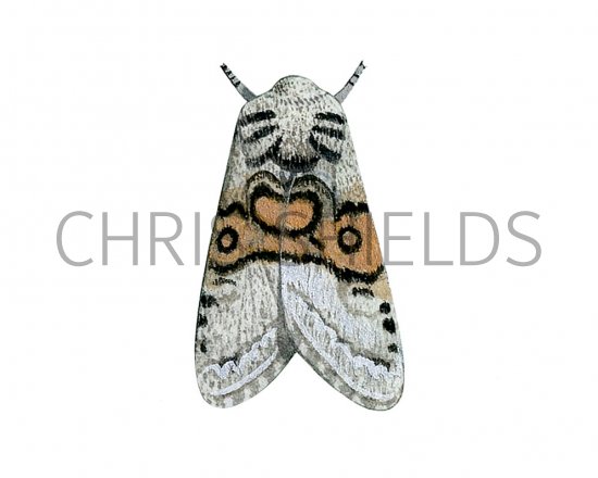 Illustration of Nut-tree Tussock Moth (Colocasia coryli) (#3113)