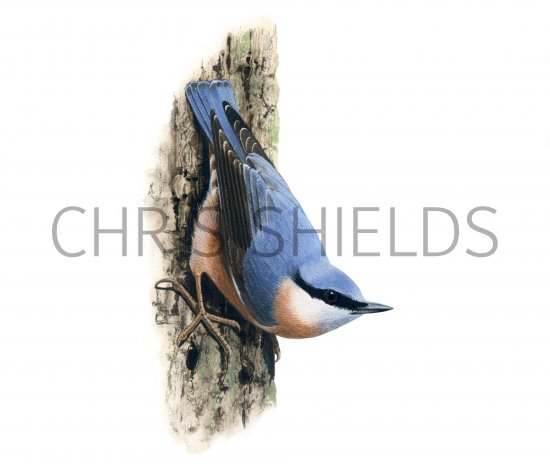 Illustration of Nuthatch (Sitta europaea) (#1212)