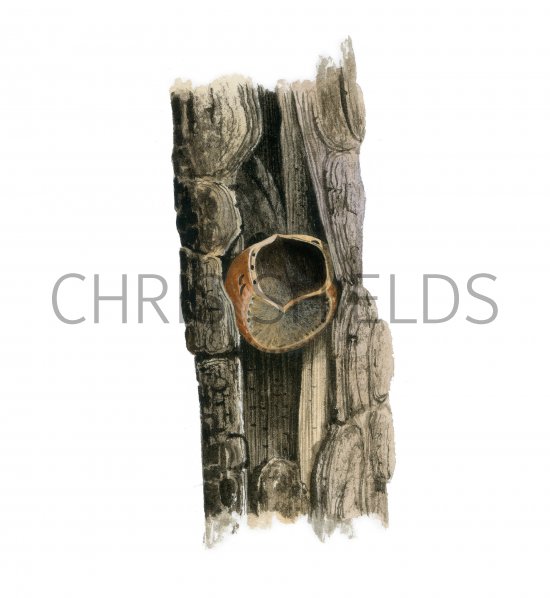 Illustration of Nuthatch Hazel Nut Feeding Sign (#4156)