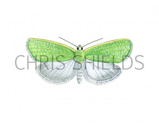 Illustration of Oak Leaf Roller Moth (Tortrix viridana) (#1146)