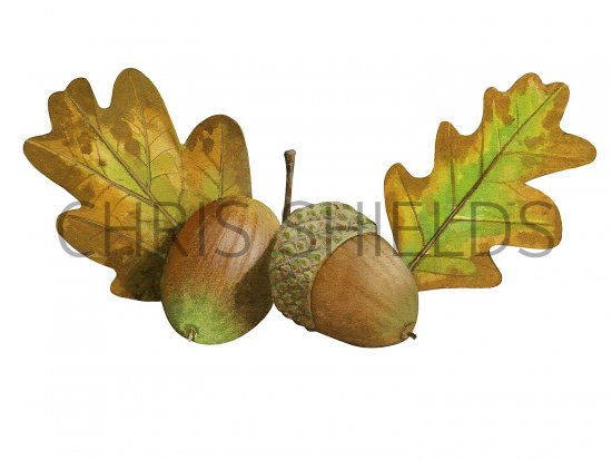 Illustration of Oak leaves (Quercus robur) (#3692)