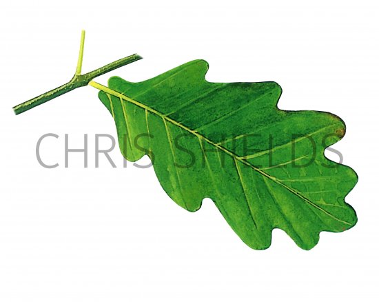 Illustration of Oak leaf (Quercus robur) (#3220)
