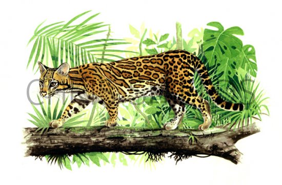 Illustration of Ocelot (Leopardus pardalis) (#0044)
