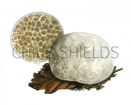 Illustration of Octaviania asterosperma (Chalky False Truffle) (#1968)