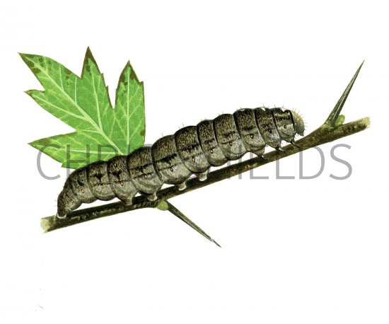 Illustration of Old Lady Moth Caterpillar (Mormo maura) (#2209)