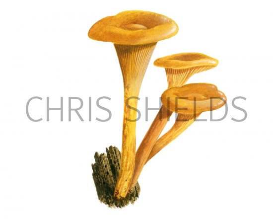 Illustration of Omphalotus illudens (Jack O'Lantern) (#1988)