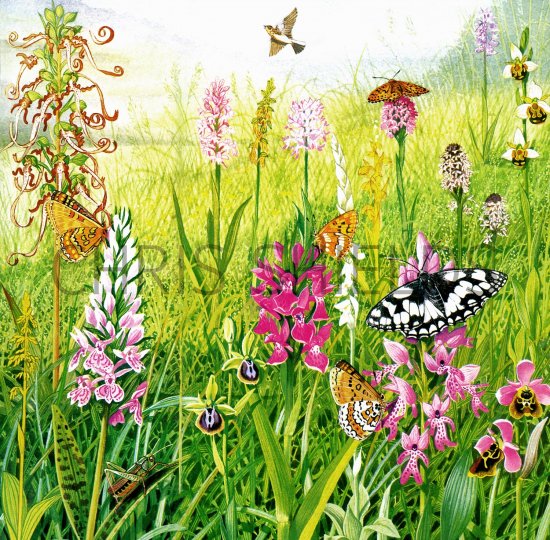 Illustration of Orchid Meadow (#1720)