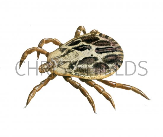 Illustration of Ornate Cow Tick (Dermacentor reticulatus) un-fed male (#3891)