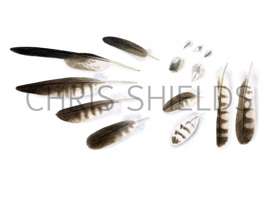 Illustration of Osprey feathers (Pandion haliaetus) (#2251)
