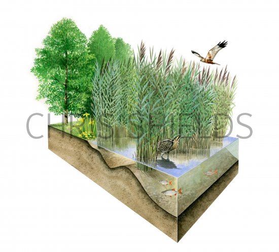 Illustration of Ouse Fen (#3744)