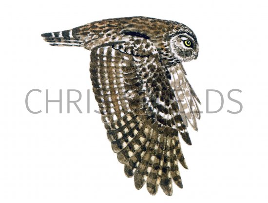 Illustration of Little Owl in flight (Athene noctun) (#0526)