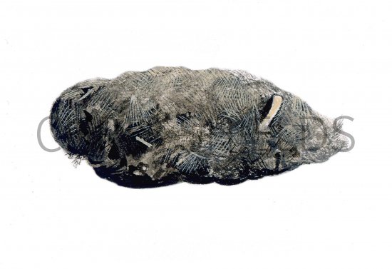 Illustration of Short-eared Owl pellet (Asio flammeus) (#0861)