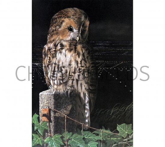 Illustration of Tawn Owl (Strix aluco) (#0534)