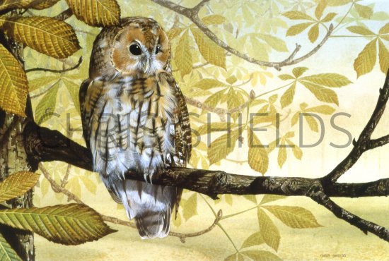 Illustration of Tawn Owl (Strix aluco). (#0539)