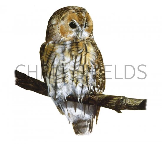 Illustration of Tawn Owl (Strix aluco) (#2985)