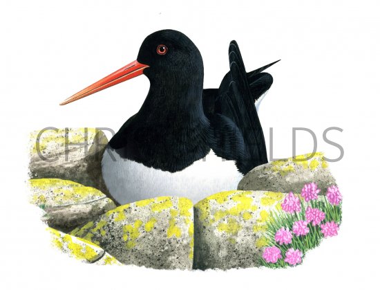 Illustration of Oystercatcher (Haematopus ostralegus) (#3908)