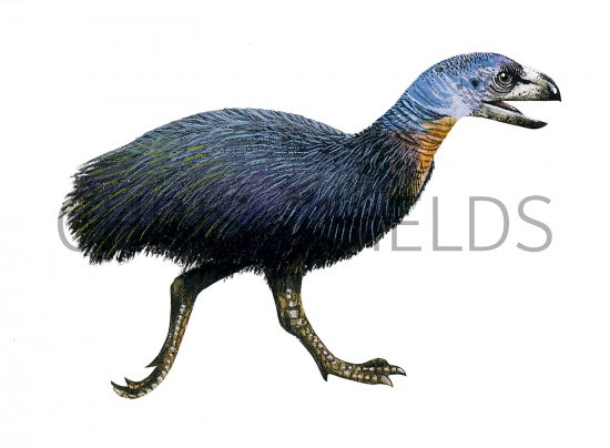 Illustration of Diatryma (#0524)