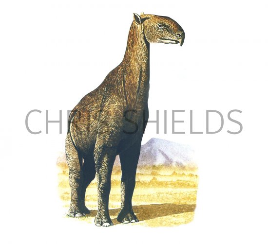 Illustration of Indricotherium (#0795)