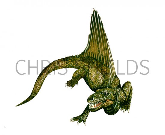 Illustration of Dimetrodon (Pelycosaur) (#0694)