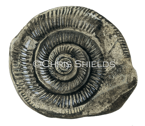 Illustration of Whitby Snakestone Fossil (Dactylioceras) (#0221)