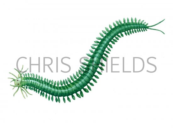 Illustration of Paddleworm (Phyllodoce lamelligera) (#1428)