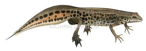 Illustration of Palmate Newt male (Triturus helveticus) (#1037)